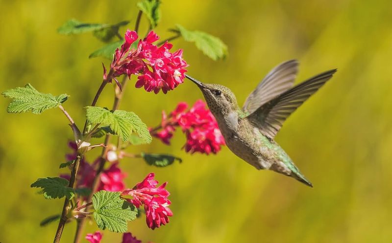 What Winter Food Sources Keep Them Around