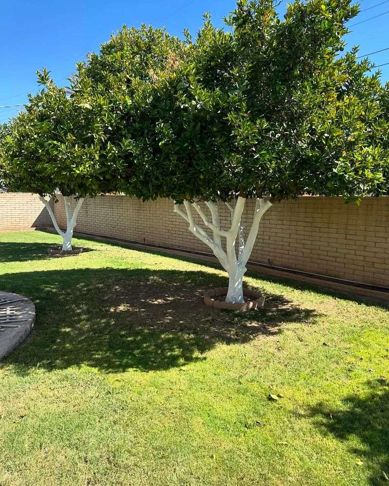 White Paint Reflects Sunlight and Prevents Sunscald