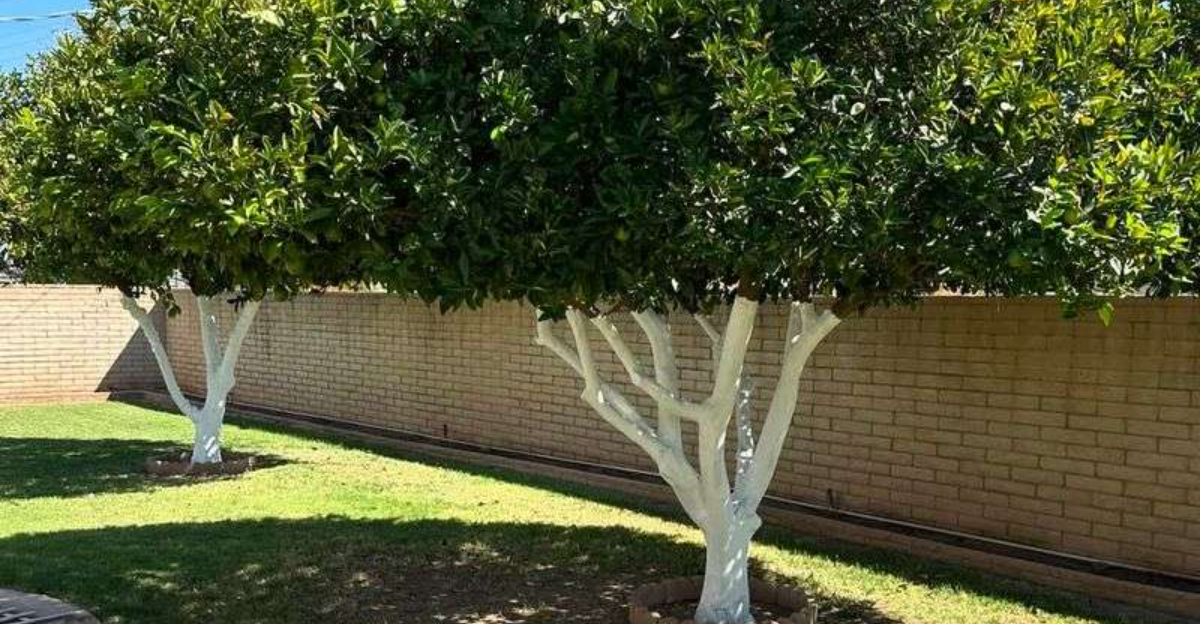 trees (featured image)