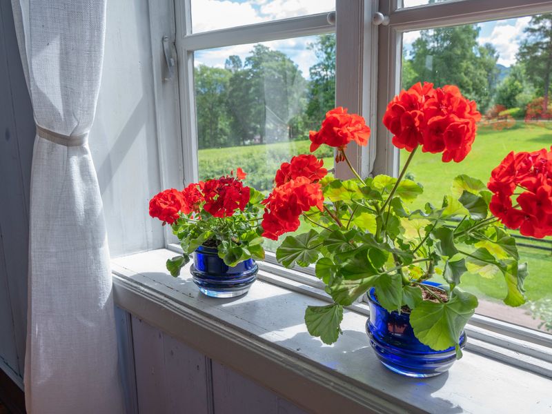 Bring Potted Geraniums Indoors As Houseplants