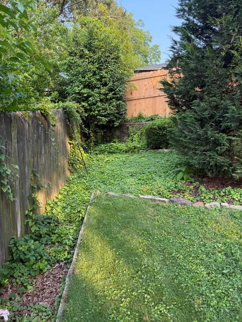 What Changes If A Hedge Is Planted Directly On The Property Line