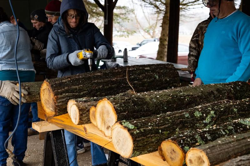 Creating Log Inoculation Stations With Native Hardwoods