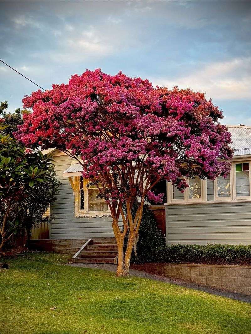 7. How To Shape Crape Myrtles Without Overdoing It