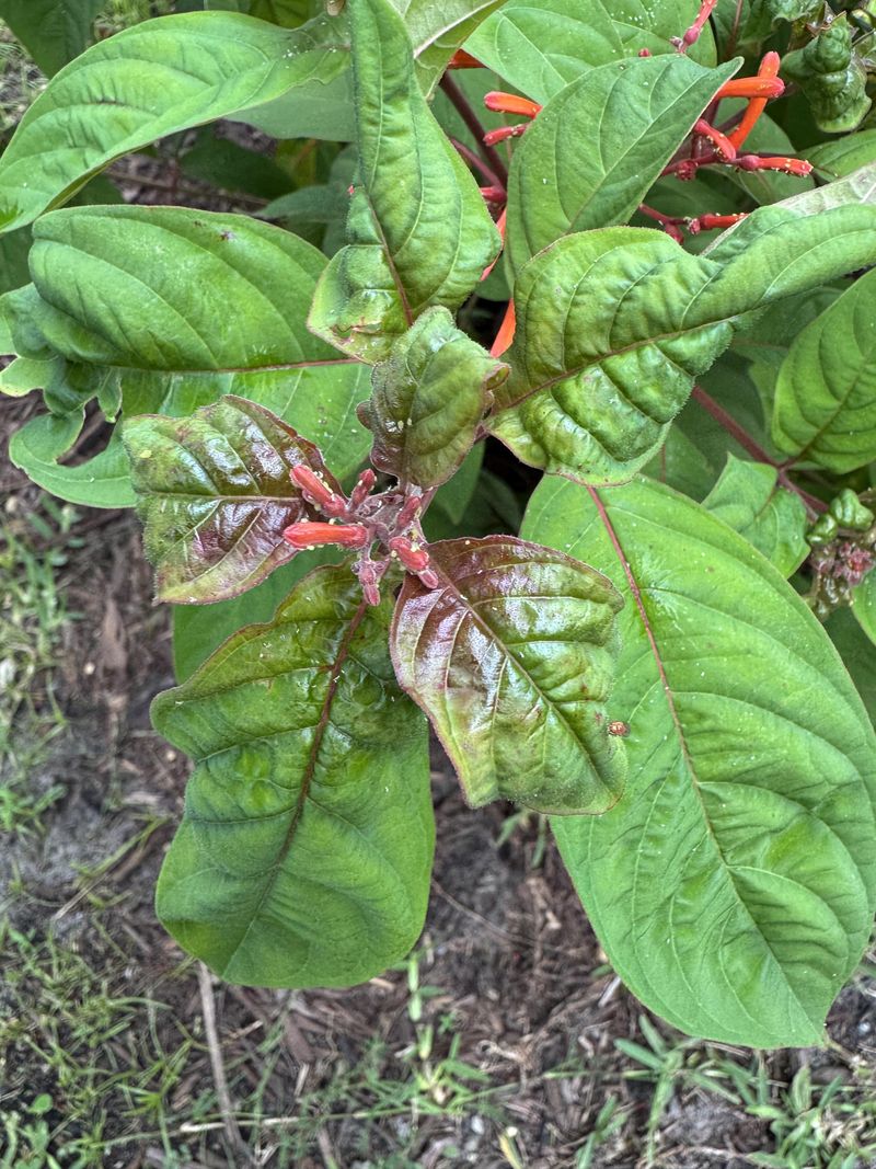 What A Proper Winter-Pruned Firebush Looks Like