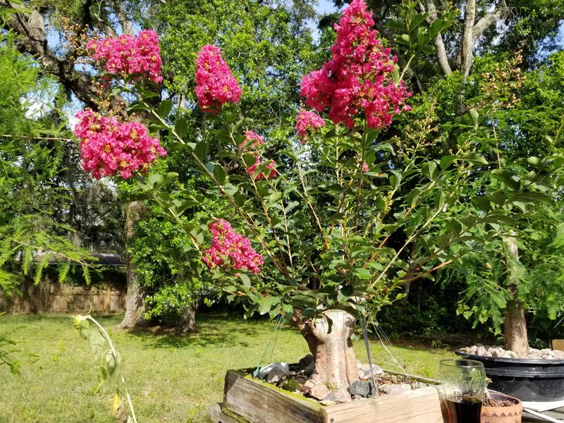 Improving Sunlight And Airflow Inside The Canopy