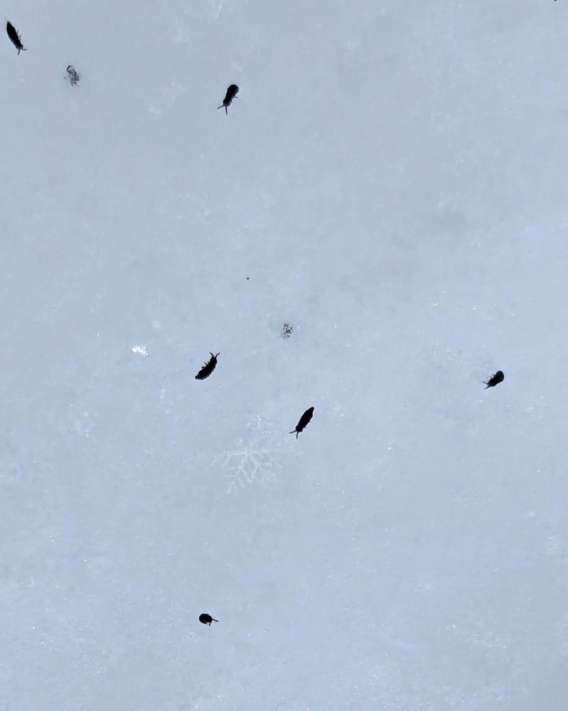 What Causes Snow Fleas To Gather In Visible Clusters