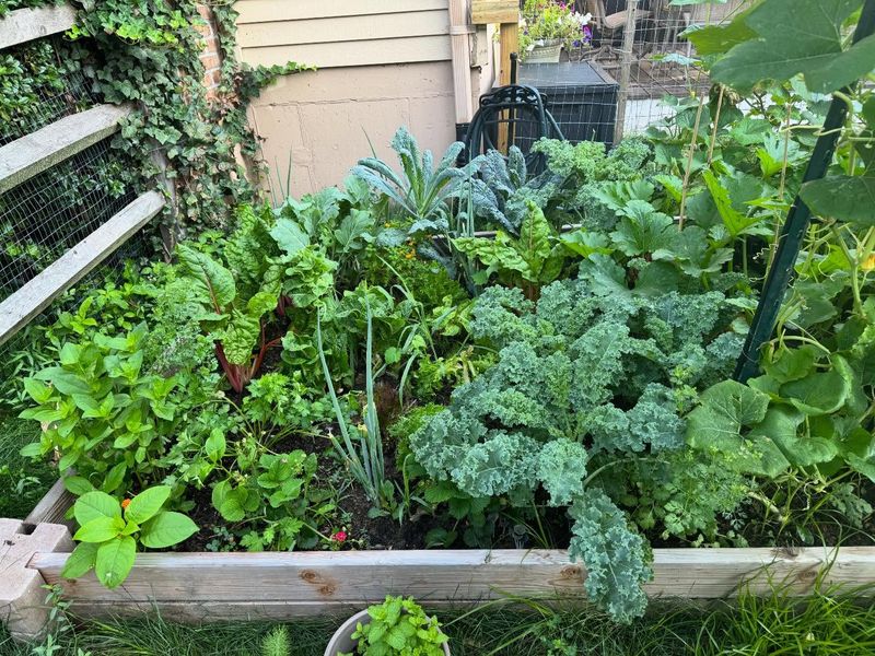 How Often Leafy Greens Should Be Fed For Consistent Harvests