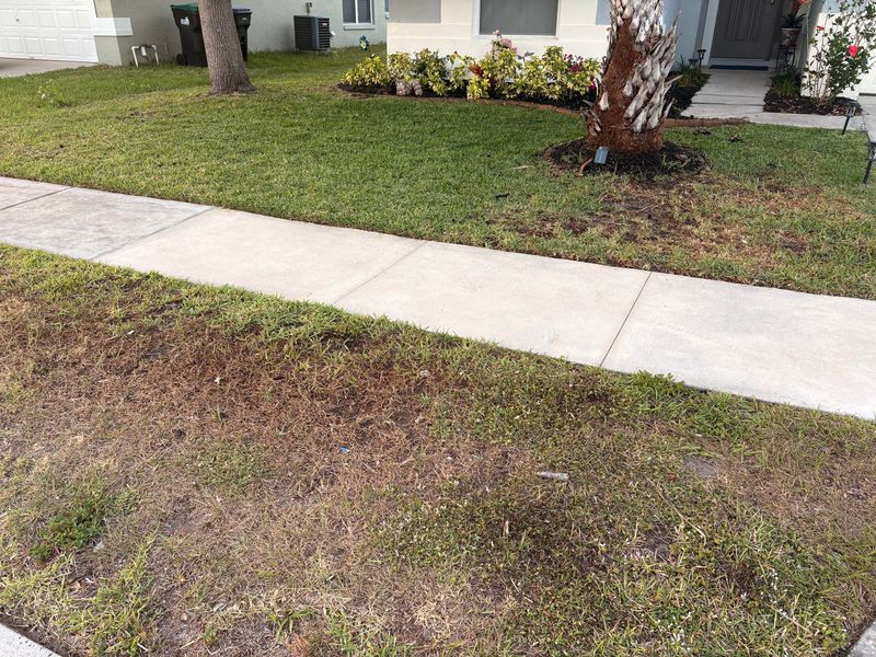 Regional Differences In Florida Winter Lawn Care