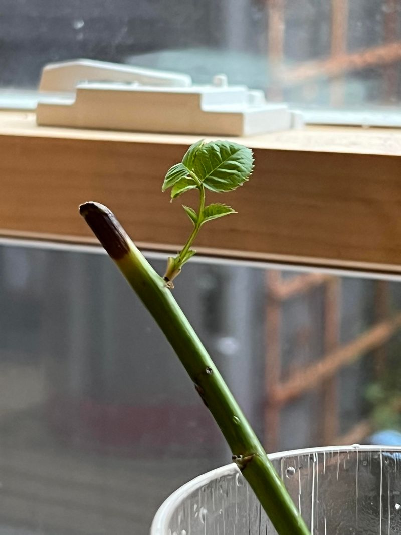 Simple Propagation Methods Florida Gardeners Trust