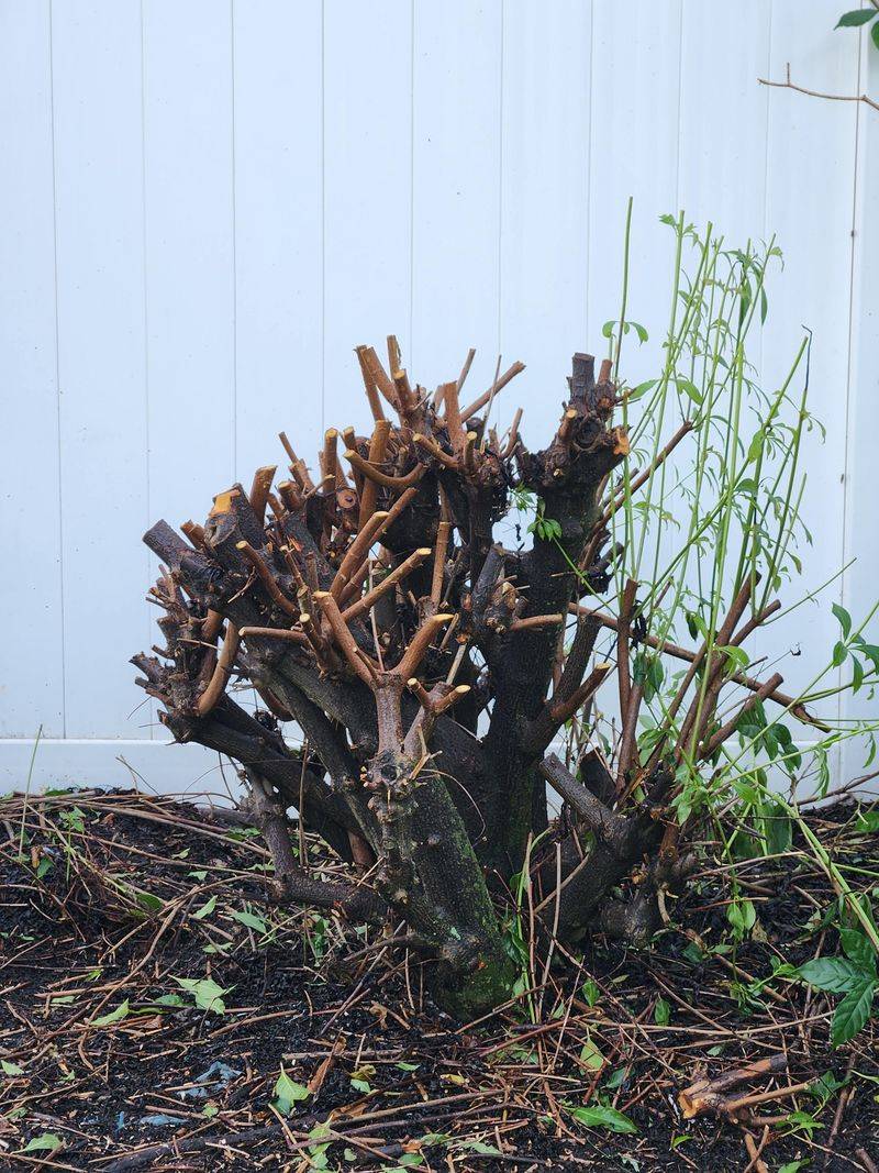 How Pruning Timing Impacts Flower Production