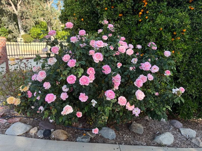 Why Roses Respond Well During This Part Of The Year