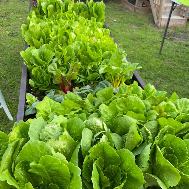 Choosing Cold-Tolerant Greens First