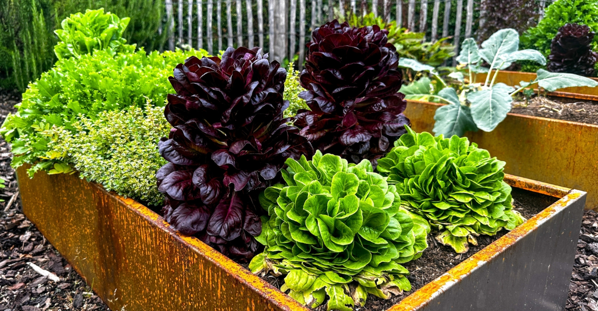 vegetable garden (featured image)