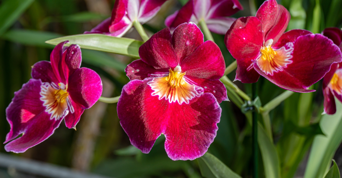 orchids (featured image)