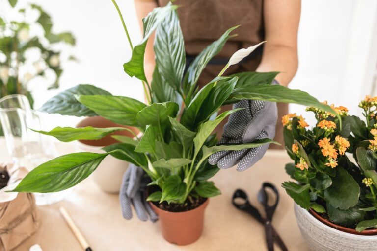 repotting peace lily