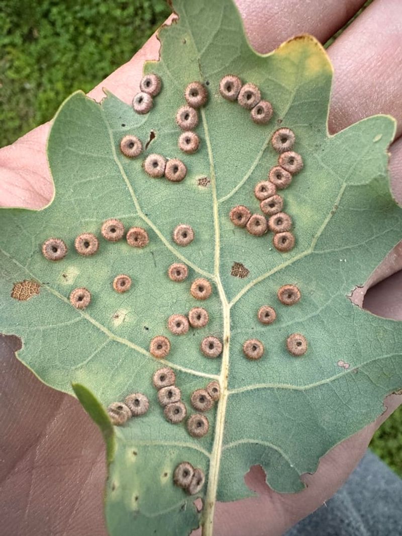What Makes A Leaf Gall So Easy To Misread At First Glance