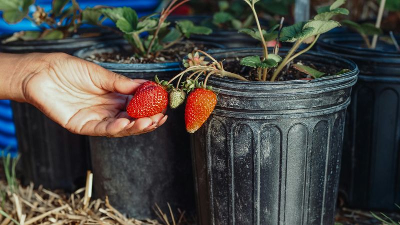 Choosing The Right Container For Florida Heat