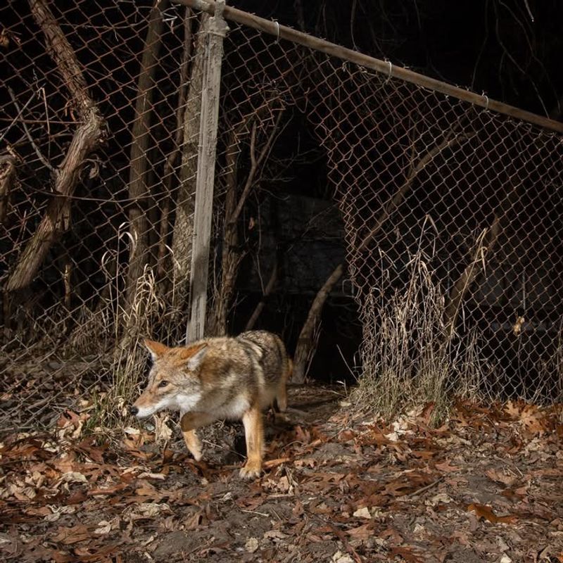Where This Sign Usually Appears In North Carolina Yards