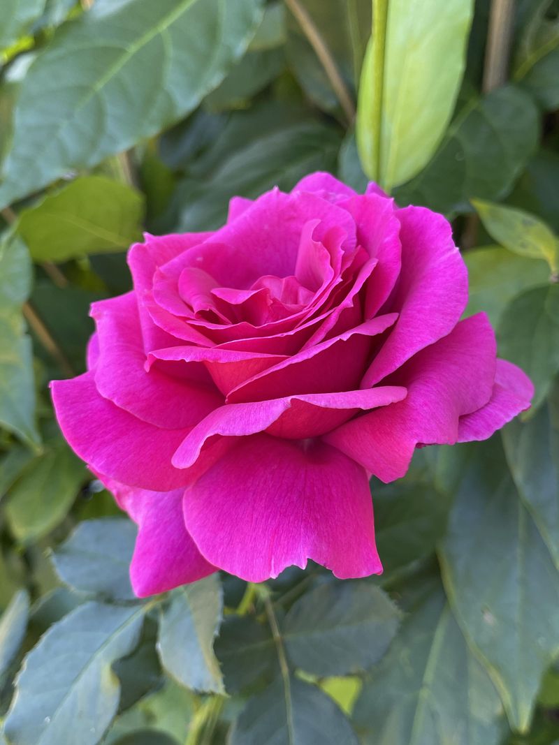 Common Rose Varieties That Adapt Well To Propagation
