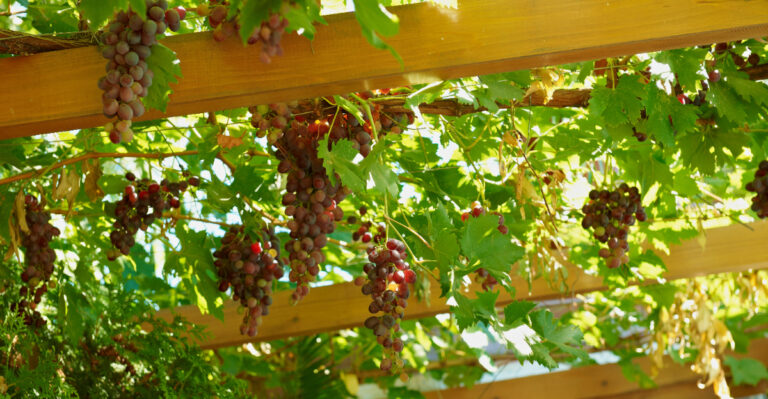 plant (featured image)