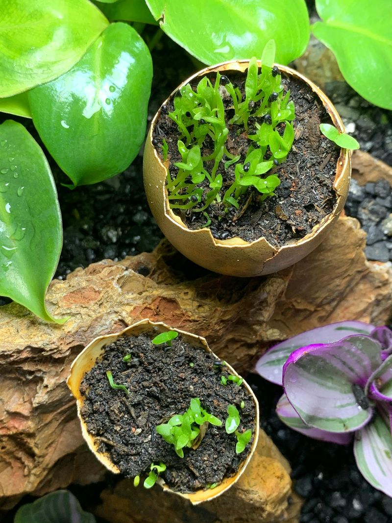 Signs Your Garden Has Already Been Affected