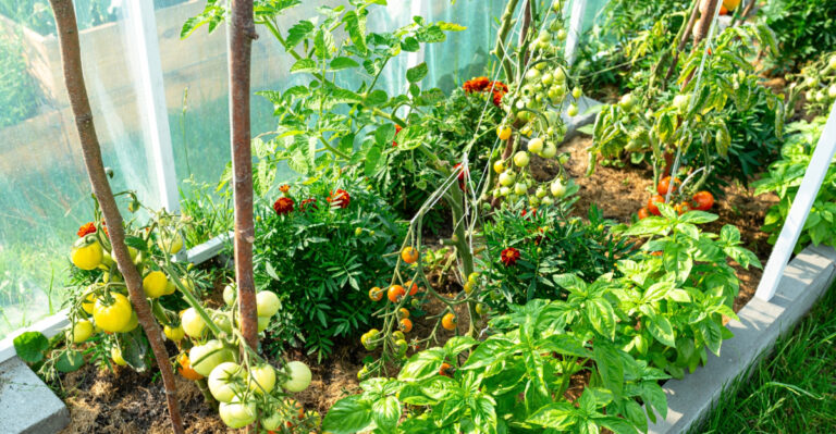 garden (featured image)