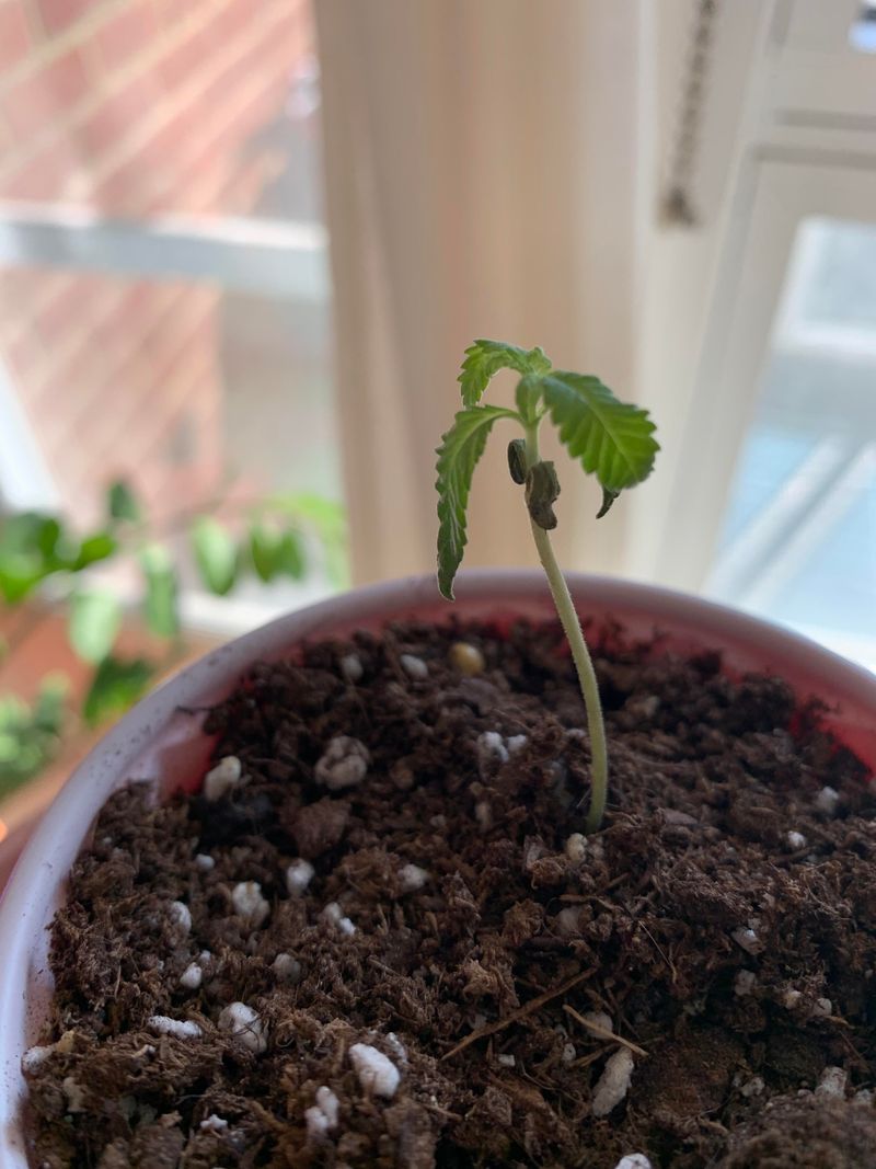 Signs Your Seedlings Are Getting Too Much Water