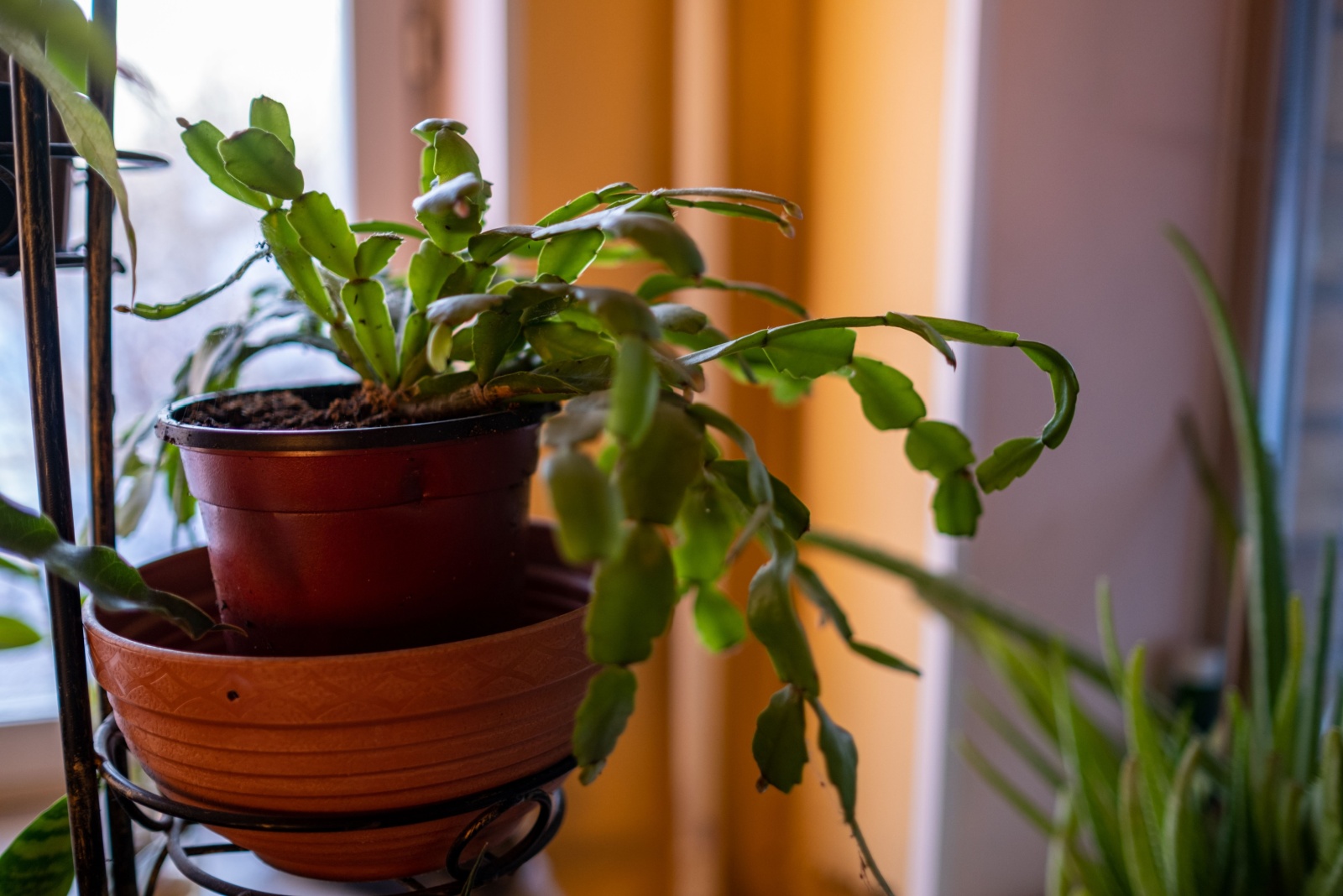 How To Care For A Christmas Cactus After It Blooms In Washington