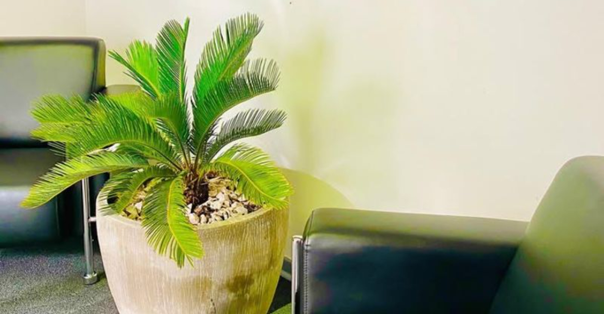 palm plant