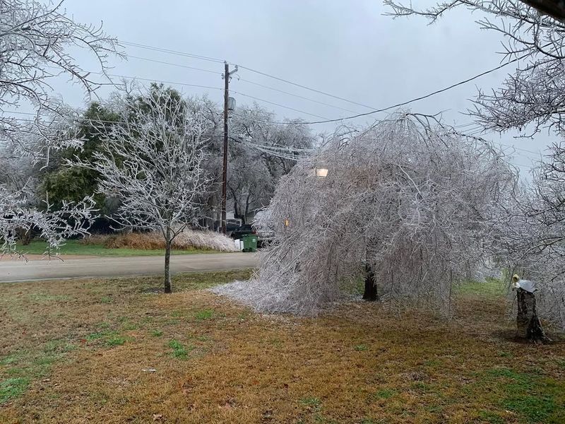 Simple Post-Storm Care That Helps Gardens Recover