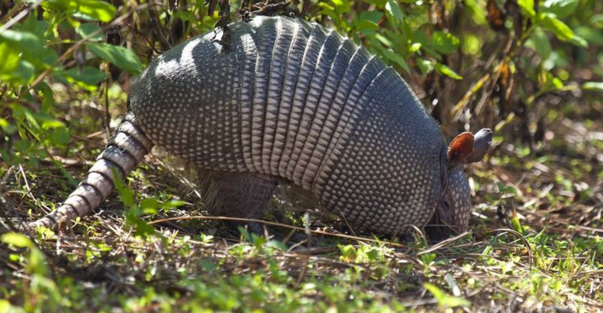 How To Deal With Armadillos Making Holes In Your Mississippi Yard