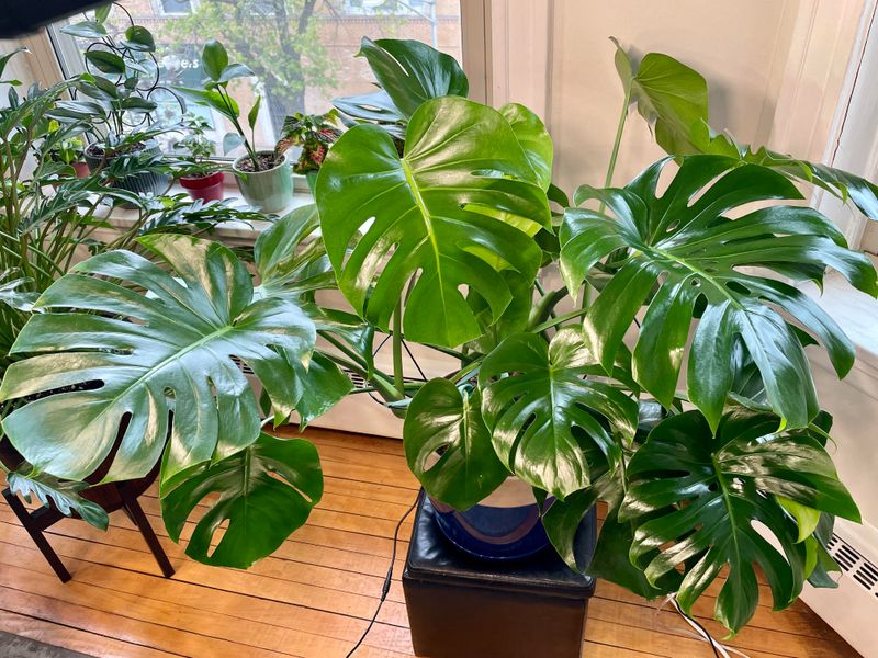 What Your Houseplants Really Need