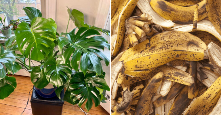 banana and coffee for houseplants