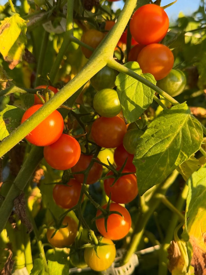 Plants That Feed You