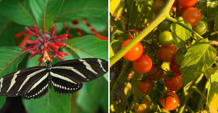 butterfly on firebush and tomato plant