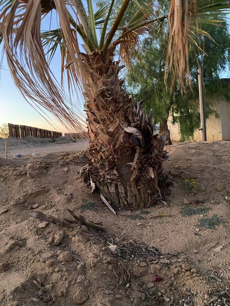 When A Leaning Palm Is Dangerous (And When It's Still Fixable)