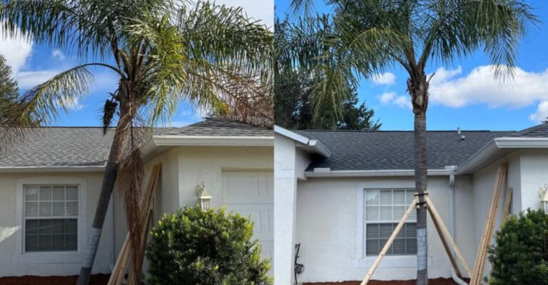 staked leaning palm tree