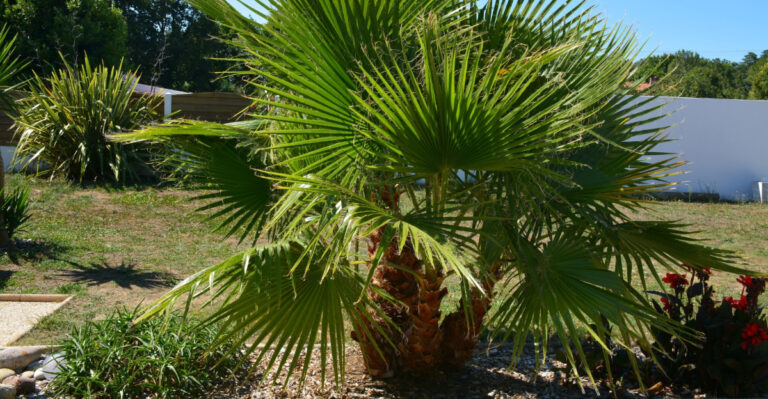 palm tree (featured image)