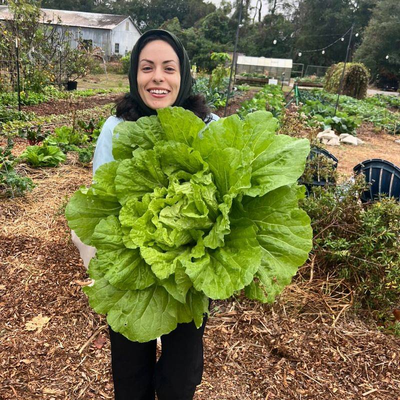 Why January Is The Best Month For Salad Gardens In Florida