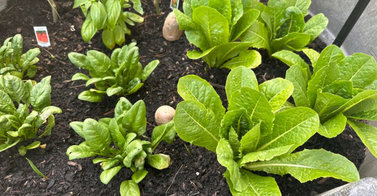 salad greens in raised bed