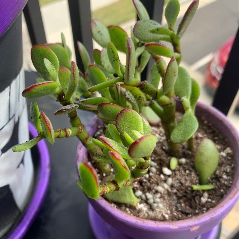 Choose The Right Soil Mix For Optimal Drainage