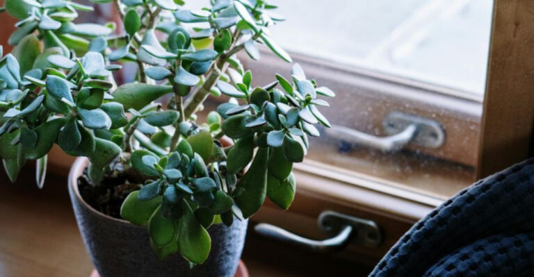 jade plant