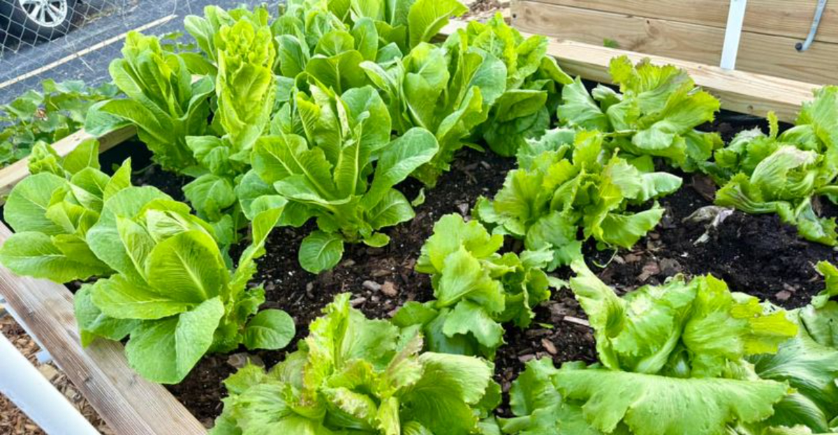 salad in garden bed
