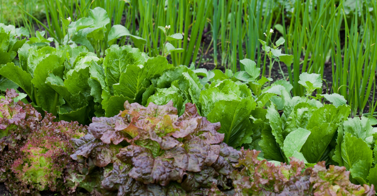 How To Grow An Easy Vegetable Garden In Georgia Yards