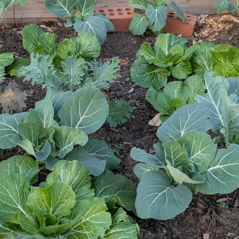 Choose Vegetables That Thrive in Georgia's Climate