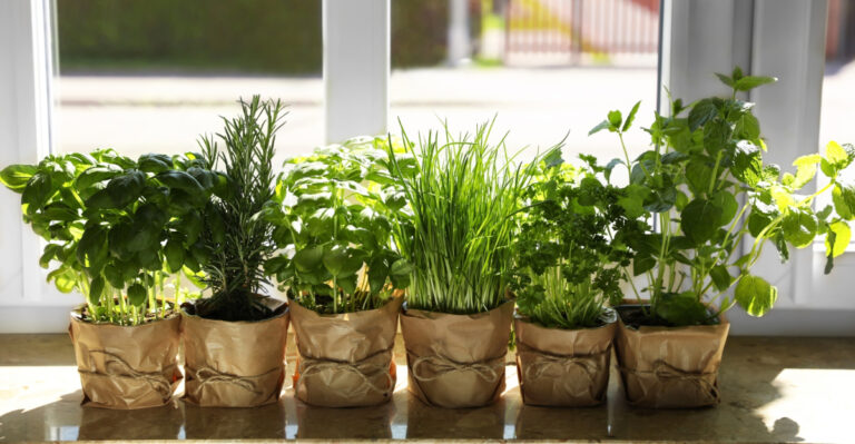 herbs (featured image)
