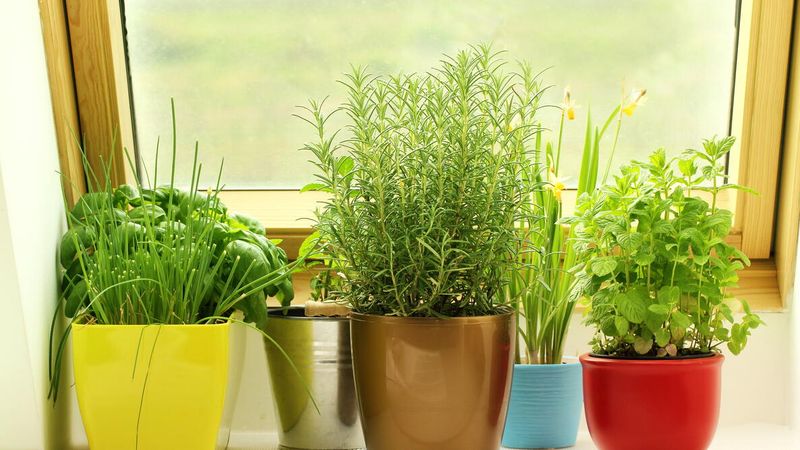 Choose Herbs That Actually Tolerate Winter Indoor Conditions