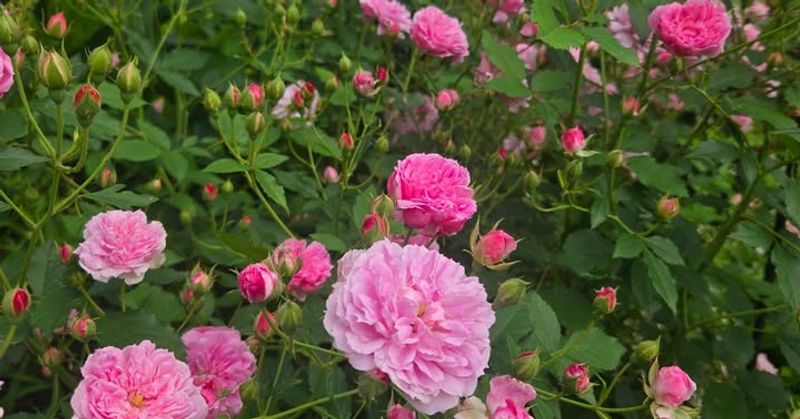 Why Award-Winning Roses Perform Better In Florida