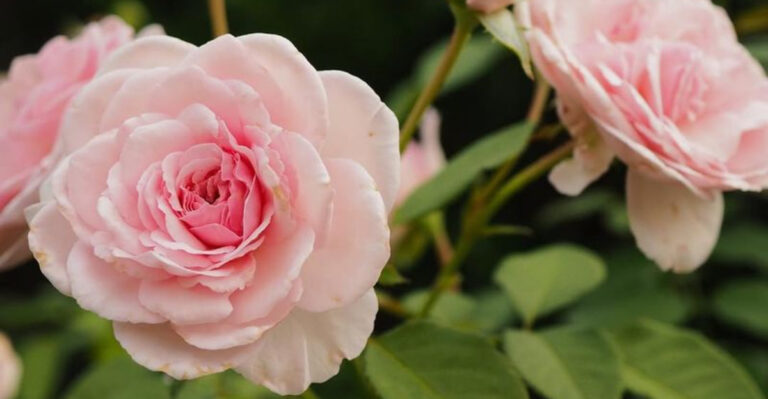 Belinda's Dream rose variety