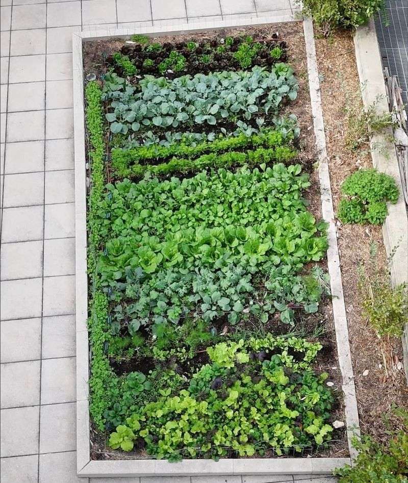 Choose Greens That Handle Cool California Nights